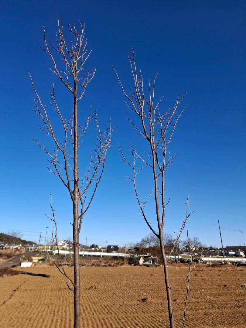 シロモジ 雑木 ――アオダモ アオハダ モミジ 山彩り ――