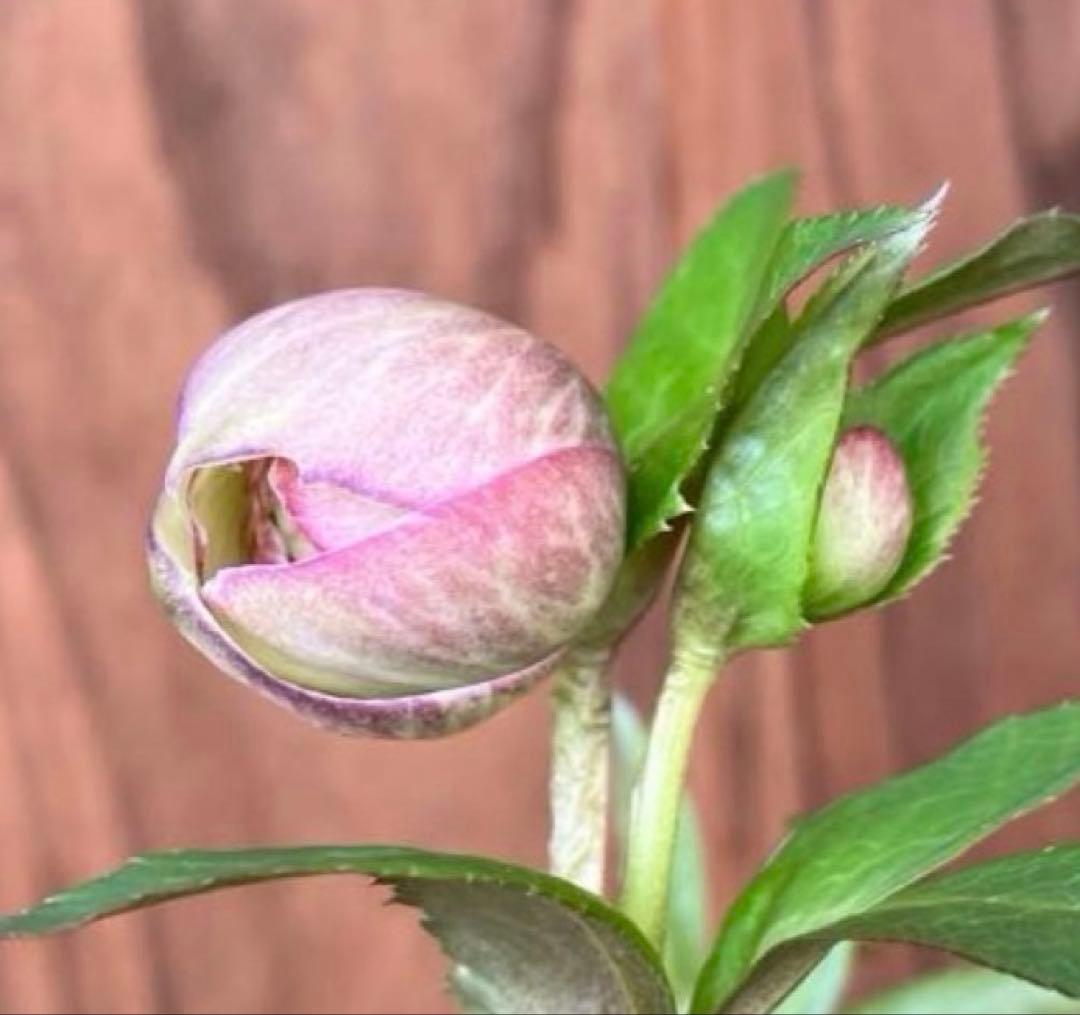 or リクエスト２点セット