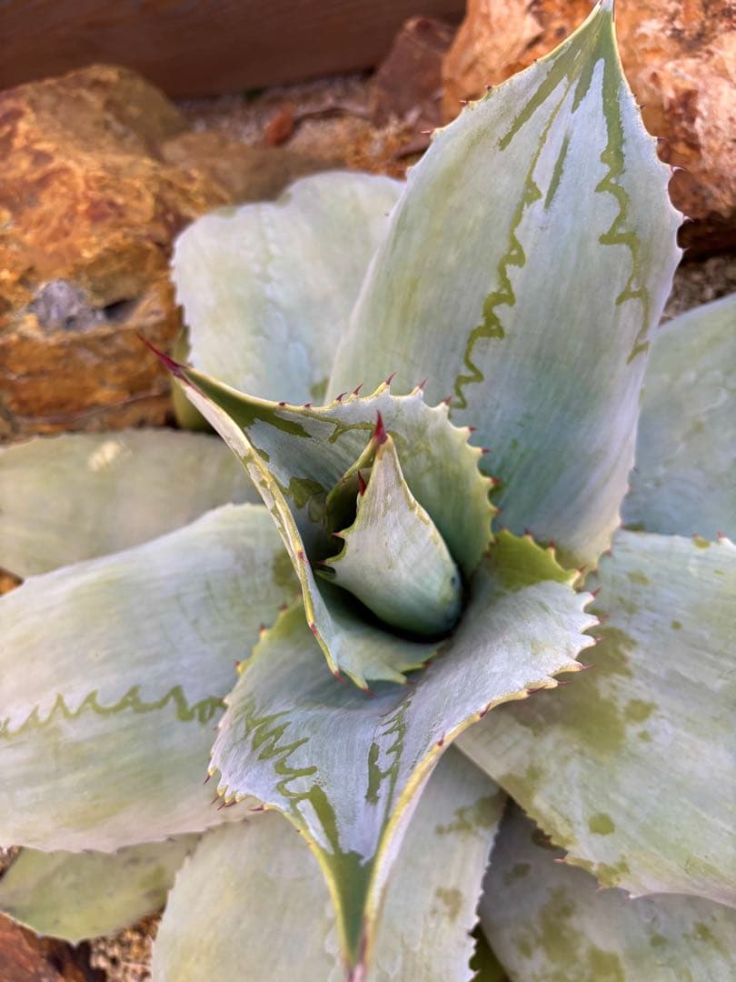 アガベ オバティフォリア フロステッドフレックス　斑入り　刷毛斑　縞斑　大株