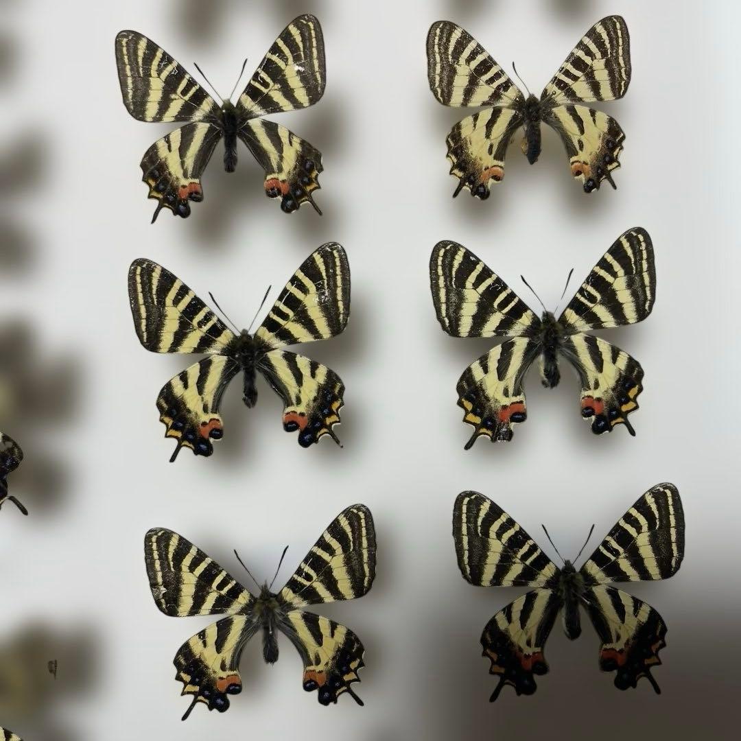 ギフチョウ　ドイツ箱入り