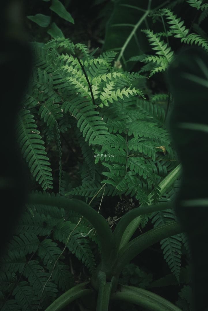 奇抜な銀レンズ！東京光学 Topcor 50mm F3.5 オールドレンズ