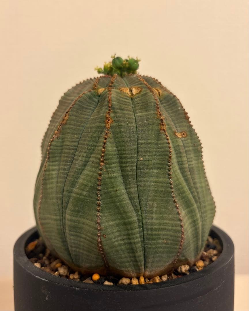 G*N様 ユーフォルビア オベサ キングサイズ モンスト 稜乱れ 特大 鉢植え