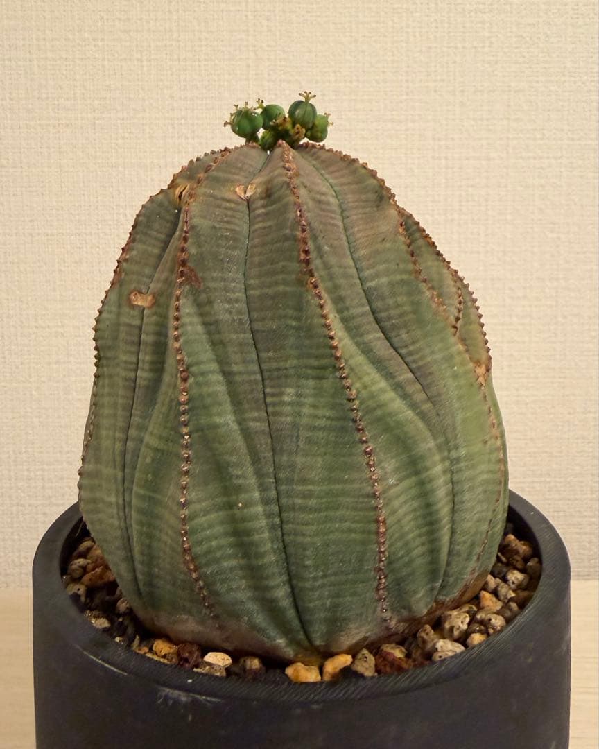 G*N様 ユーフォルビア オベサ キングサイズ モンスト 稜乱れ 特大 鉢植え