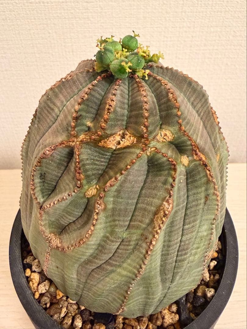 G*N様 ユーフォルビア オベサ キングサイズ モンスト 稜乱れ 特大 鉢植え