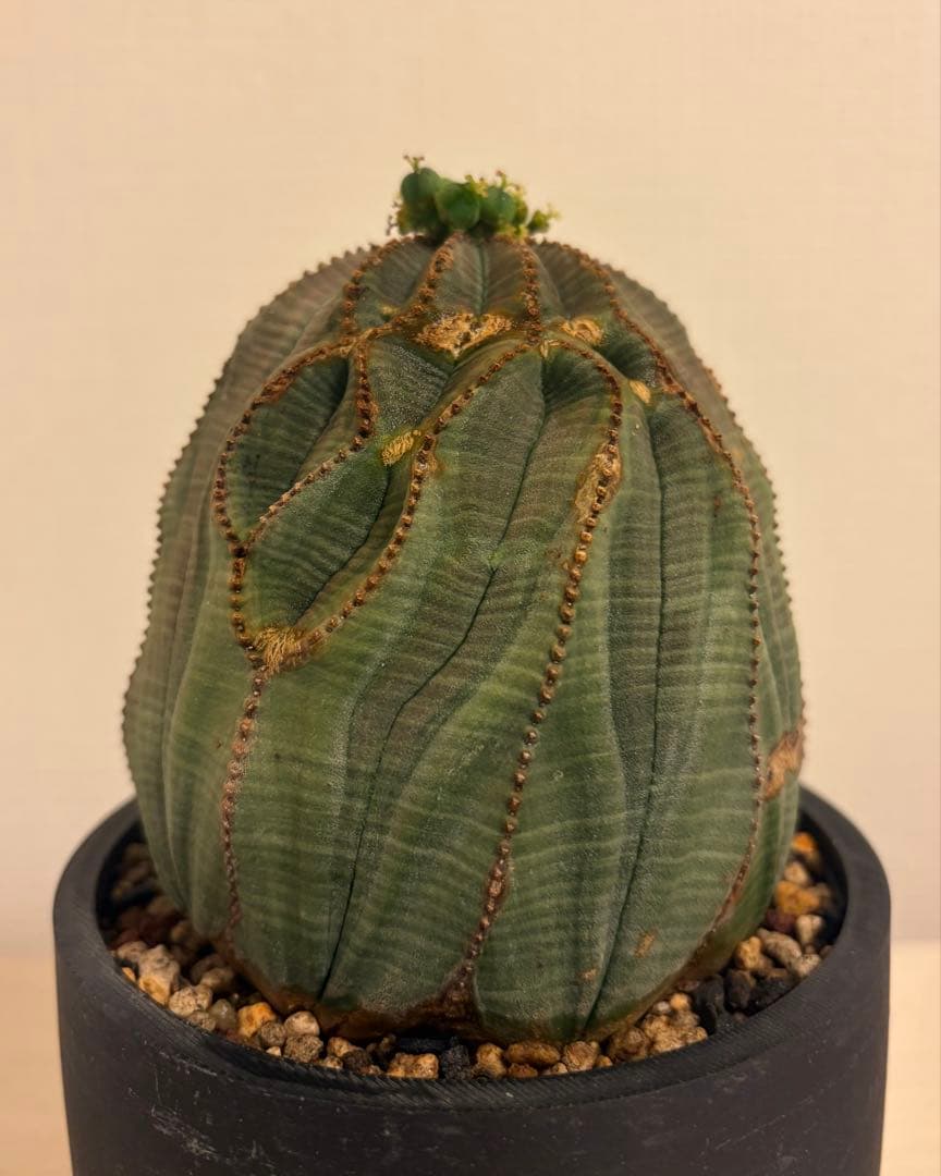 G*N様 ユーフォルビア オベサ キングサイズ モンスト 稜乱れ 特大 鉢植え