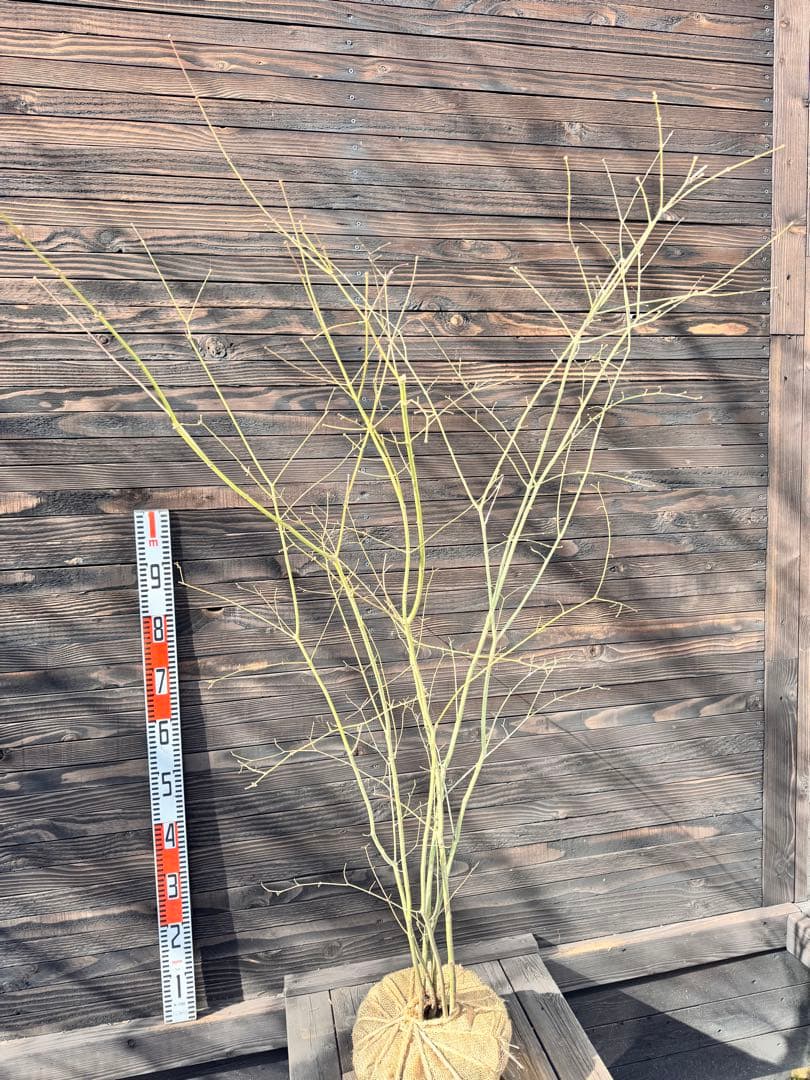 ヤマモミジ/山採り天然木【現品発送】管理70960