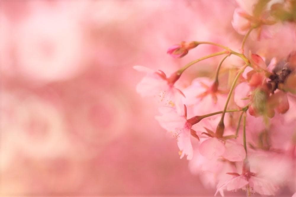 Super Takumar 55mm F1.8 宝石レンズ リングボケ