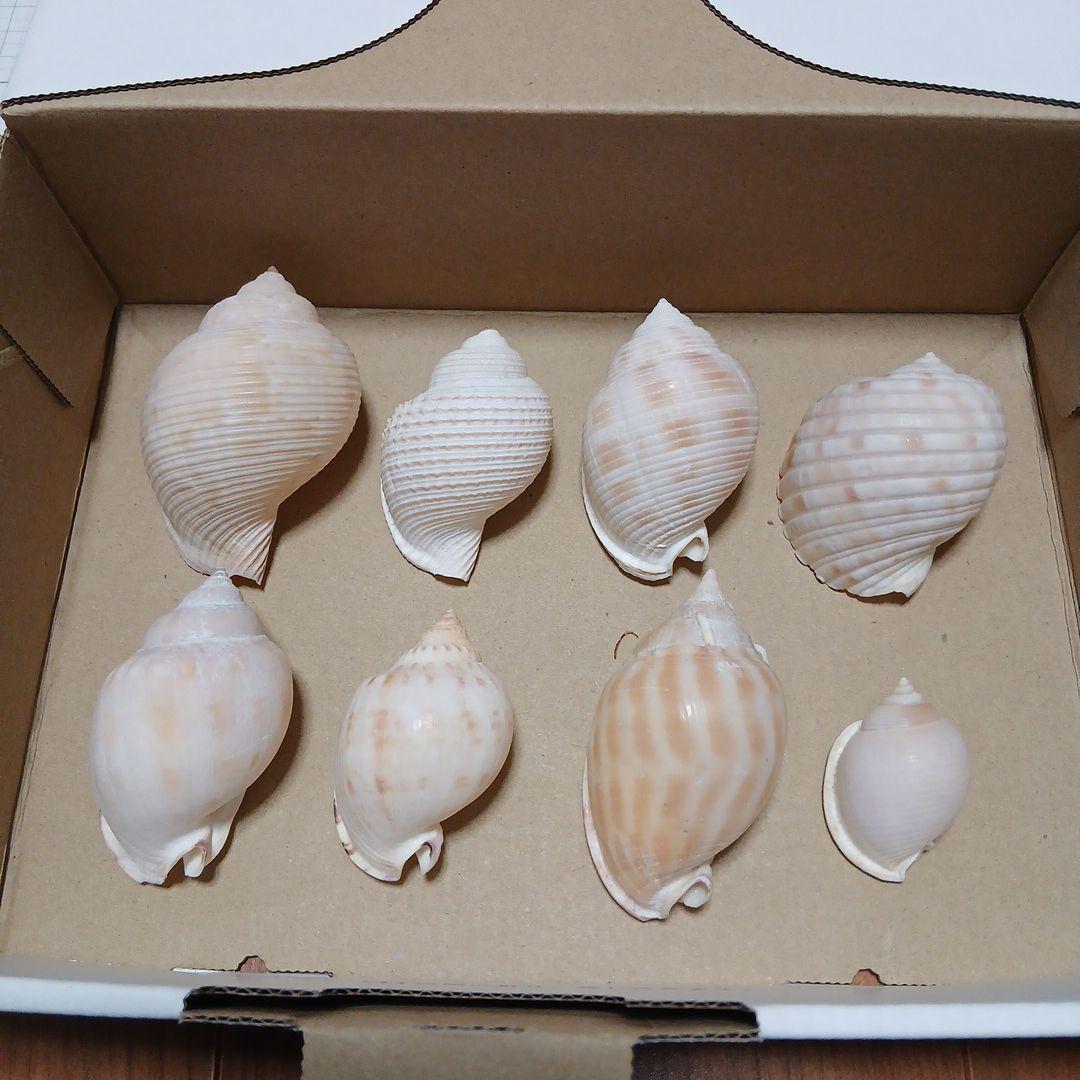 貝殻まとめ売り　28