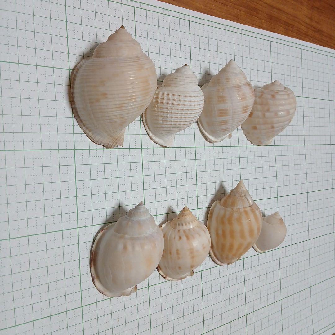 貝殻まとめ売り　28