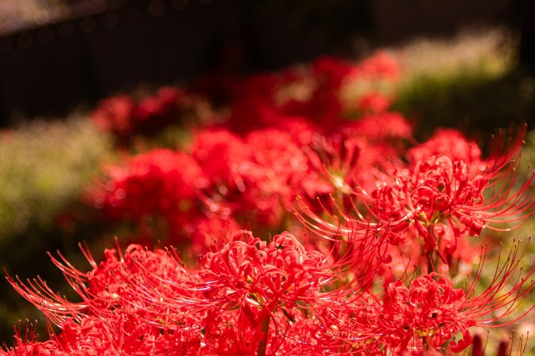 【黒死病修理済】PENTAX K-S1 ダブルズーム