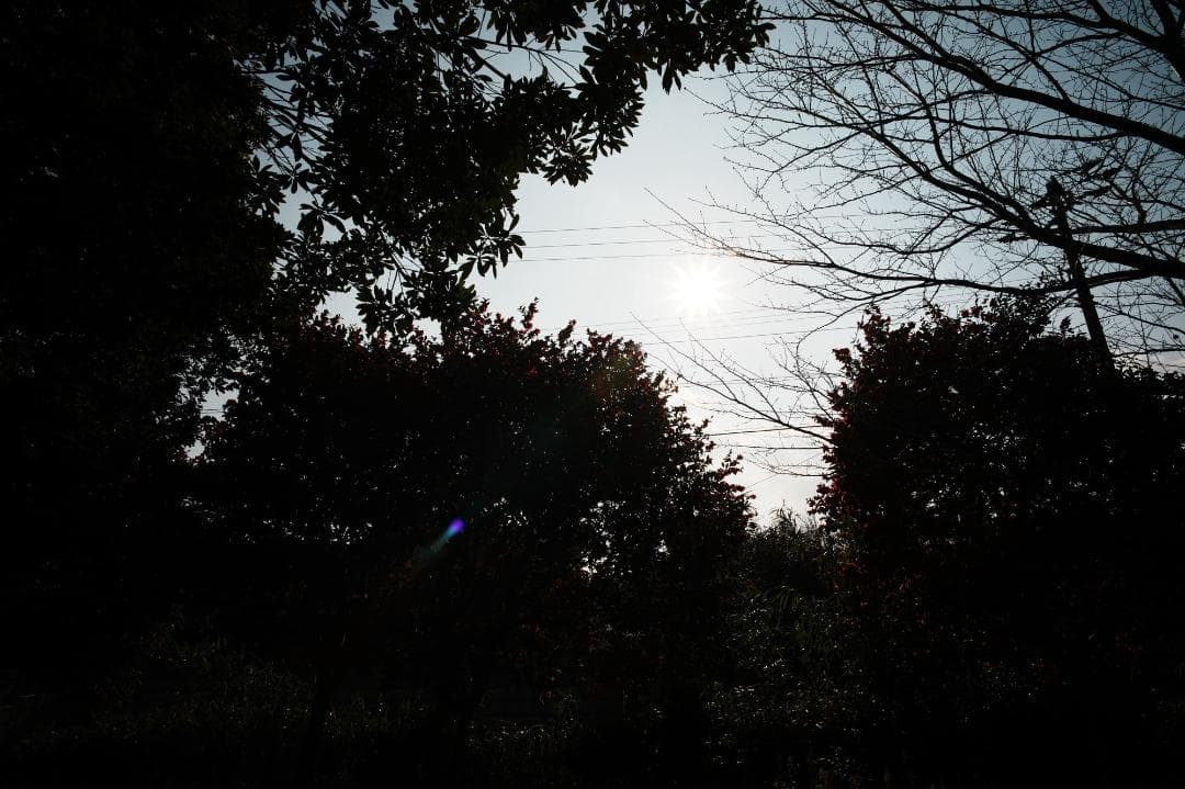 【誰も撮れない世界】NOKTON 21mm F1.4 VM 星空、マクロ、大ボケ