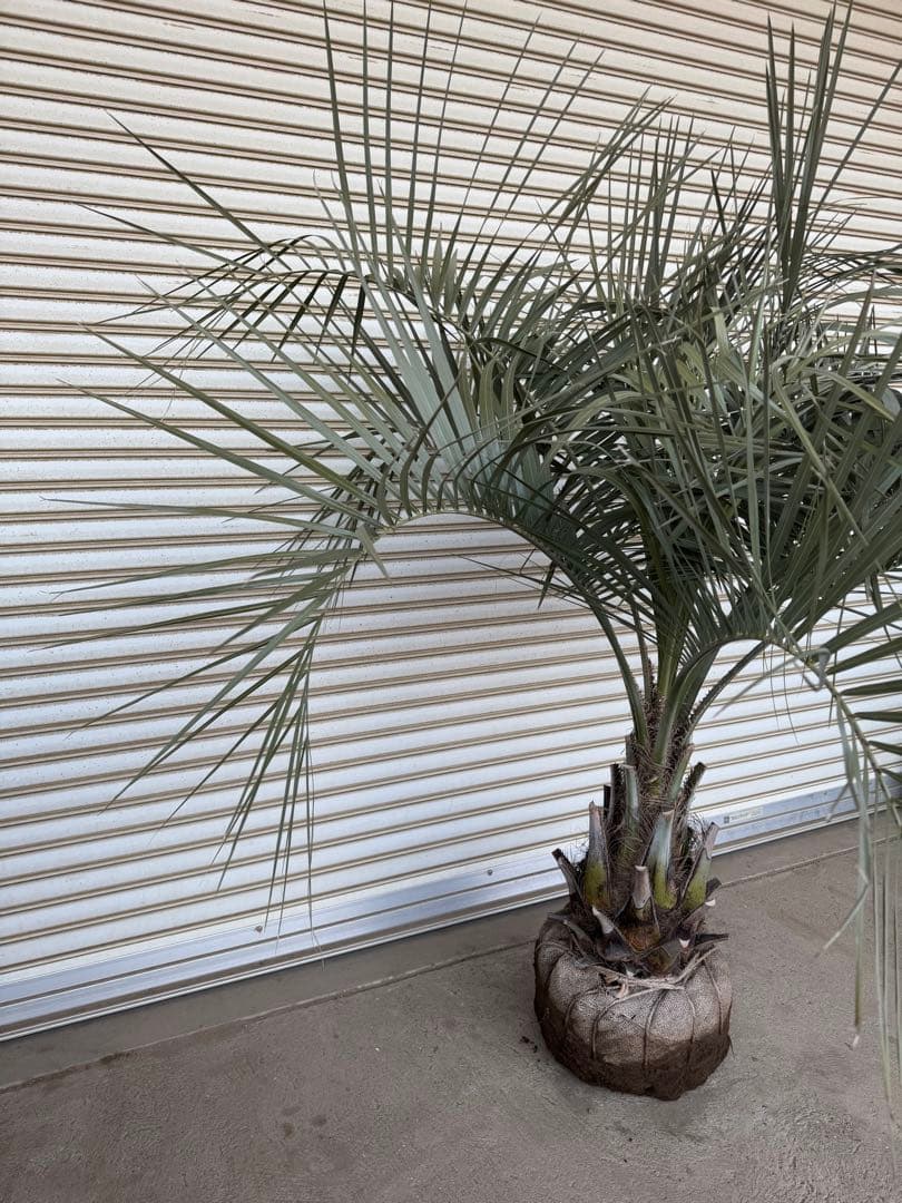 送料込み　ココスヤシ　シルバーリーフ　幹太　形状良　庭木　シンボルツリー