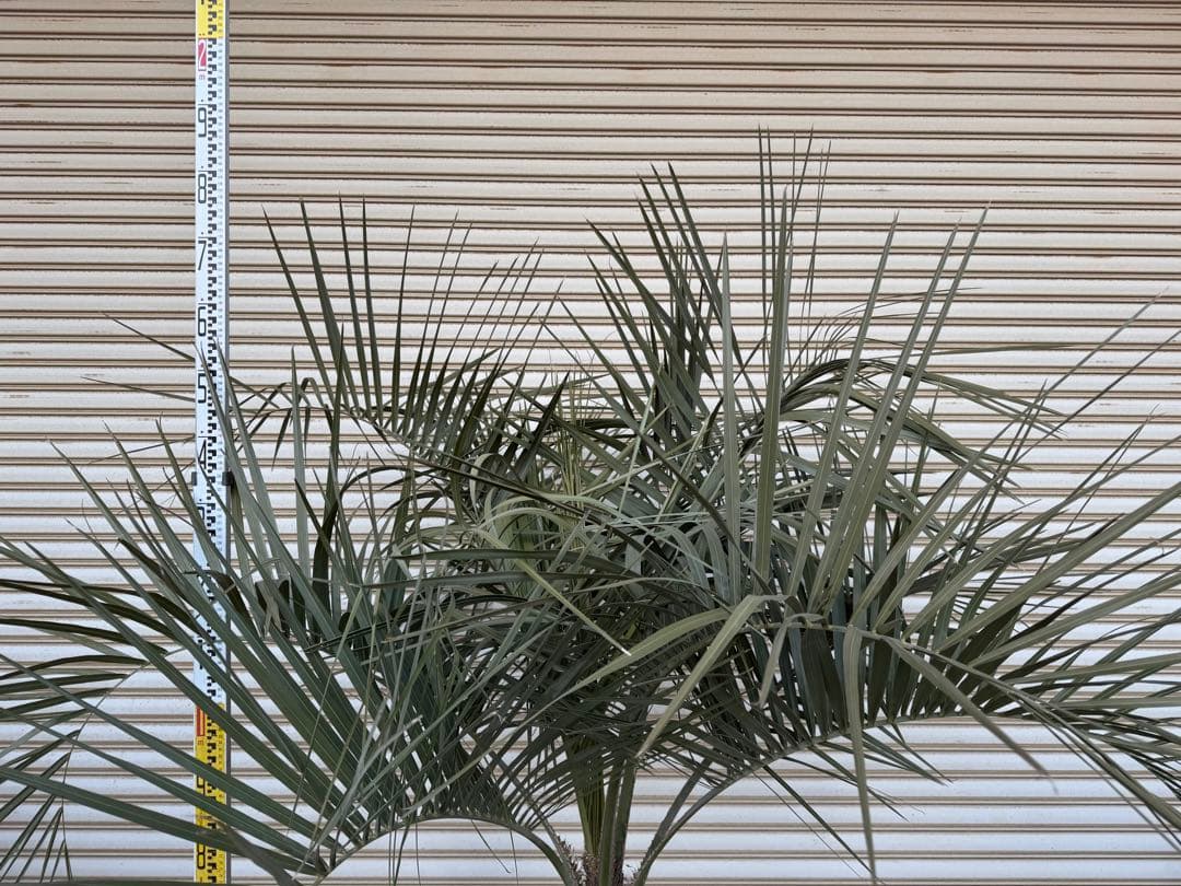 送料込み　ココスヤシ　シルバーリーフ　幹太　形状良　庭木　シンボルツリー