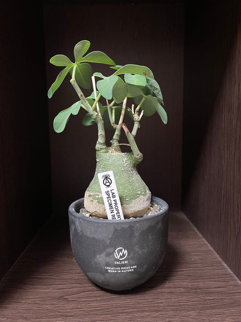 アデニア・グラウカ　valiem 現地球　発根済