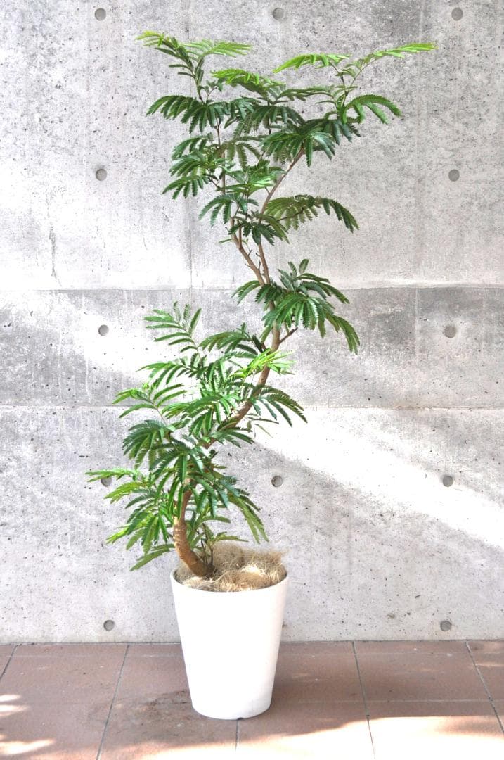 エバーフレッシュ 155cm 10号 S-shaped tree form