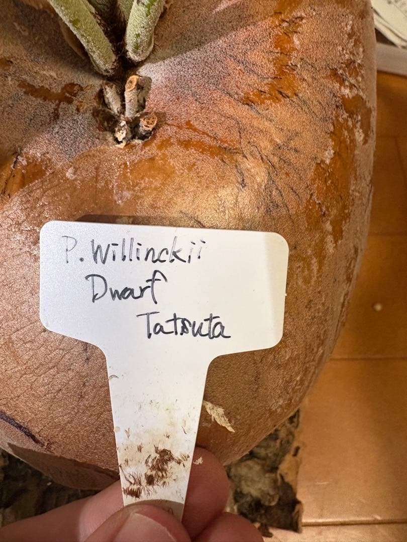 胞子大量！P.Willinckii Dwarf Tatsuta ビカクシダ　親株