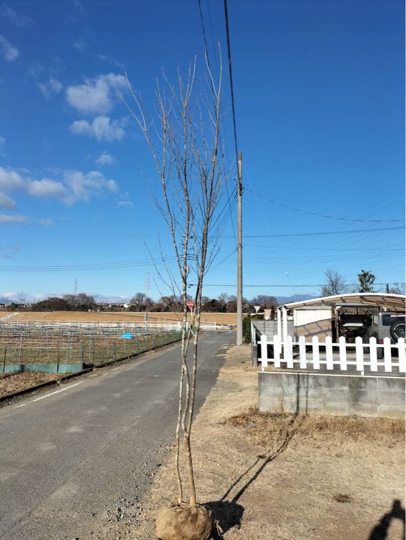 山採り アオダモ 自然樹形