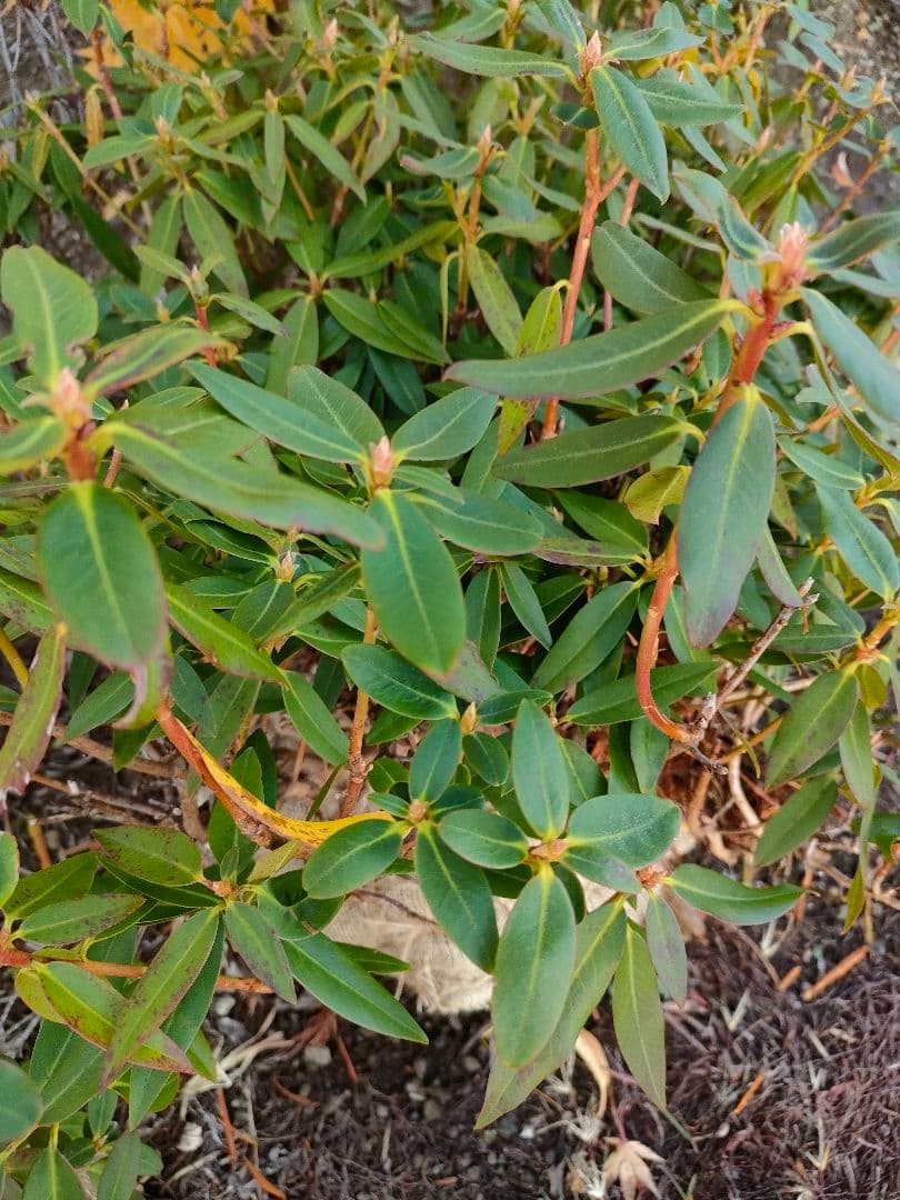 屋久島ハイヒカゲツツジ