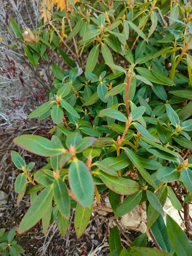 屋久島ハイヒカゲツツジ