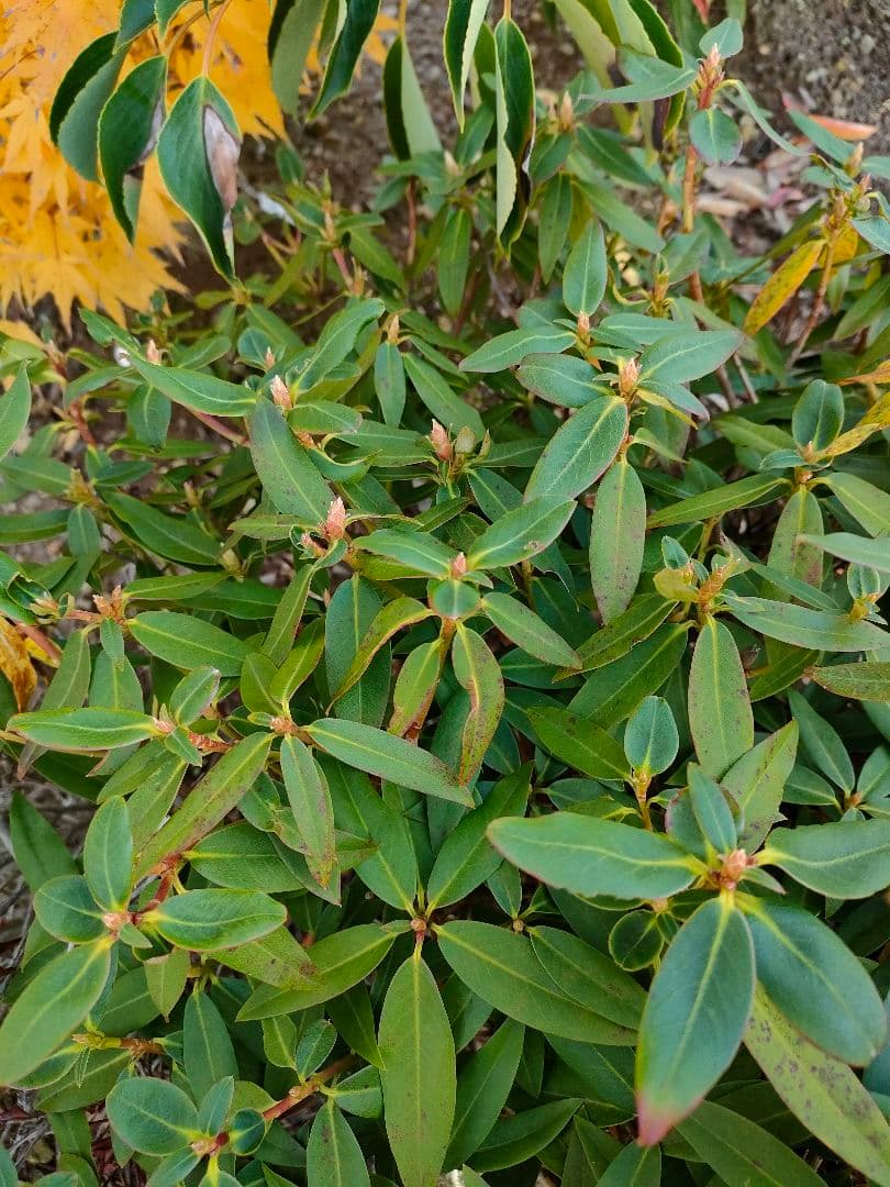 屋久島ハイヒカゲツツジ
