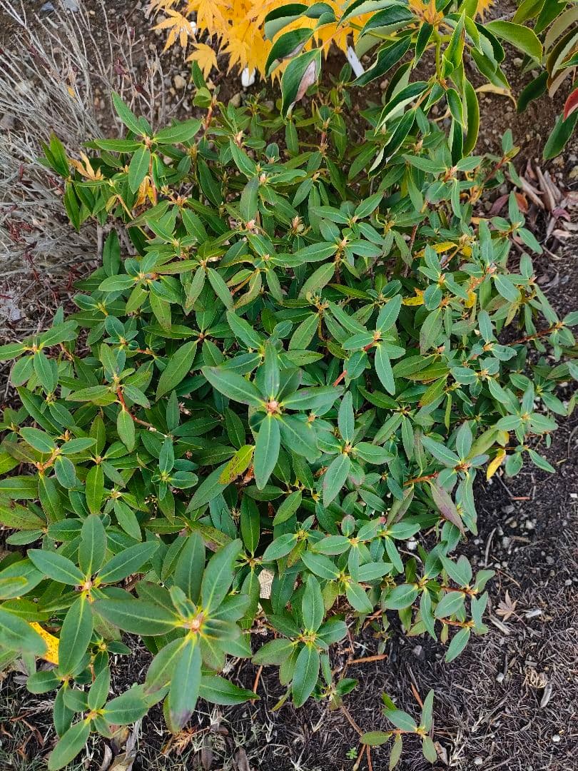 屋久島ハイヒカゲツツジ