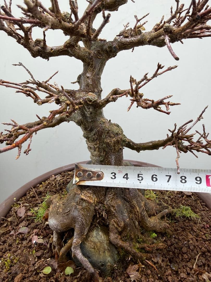 【ガチ盆栽】石付き楓　カエデ　持ち込み古