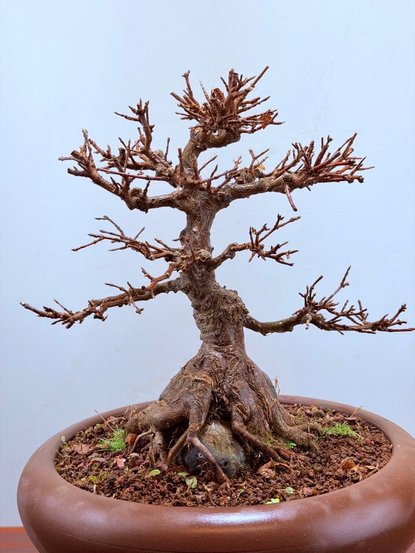 【ガチ盆栽】石付き楓　カエデ　持ち込み古