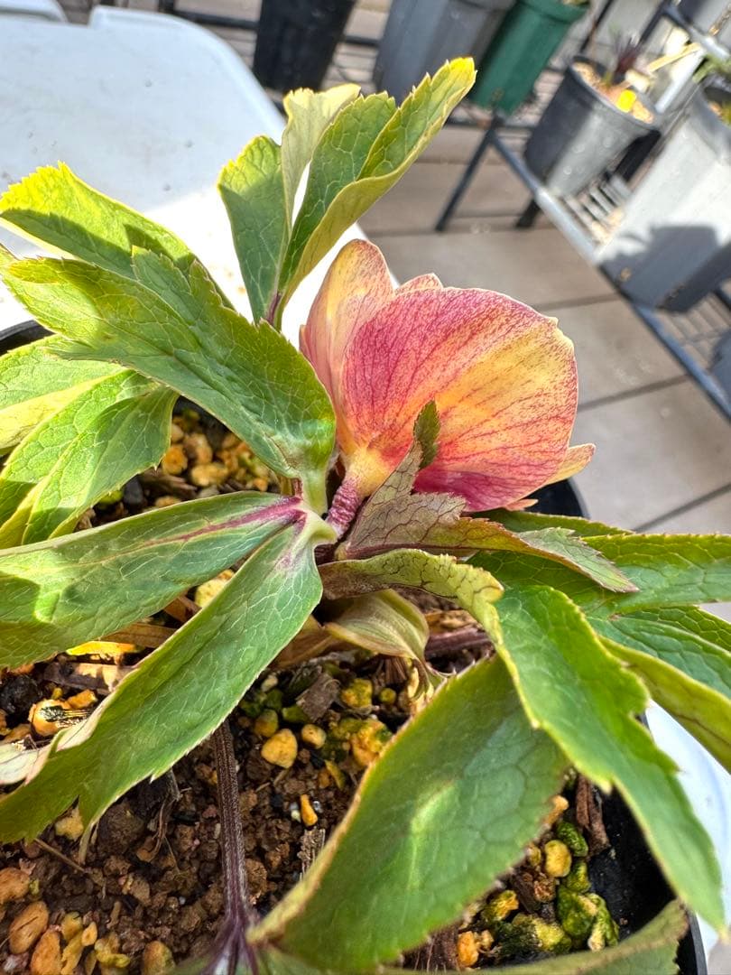 クリスマスローズ　ピンクボカシ（今年初開花）