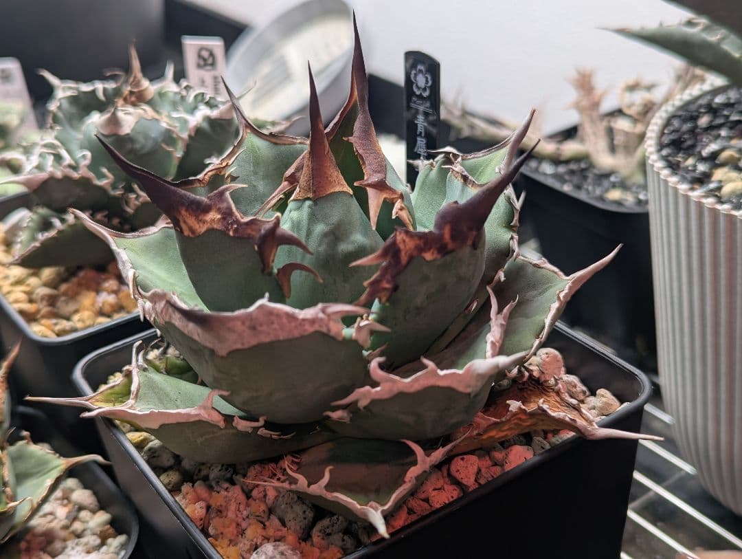 チタノタ「青犀牛」強烈鋸歯 トリコーム・極厚バンド タグ・鉢ごと発送