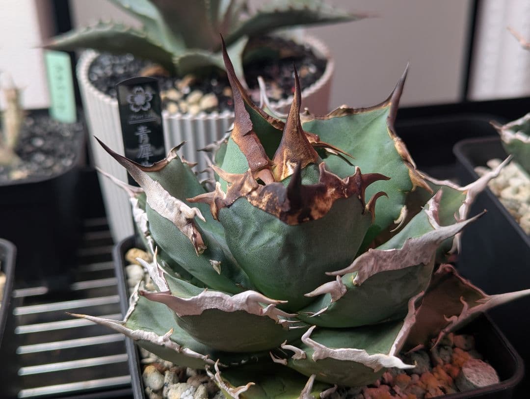 チタノタ「青犀牛」強烈鋸歯 トリコーム・極厚バンド タグ・鉢ごと発送