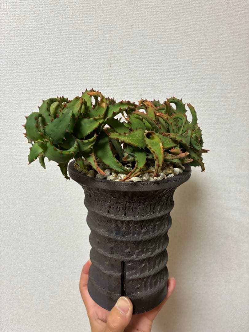 アロエ　カスティロニアエ　大株ビンテージ　作家鉢付き