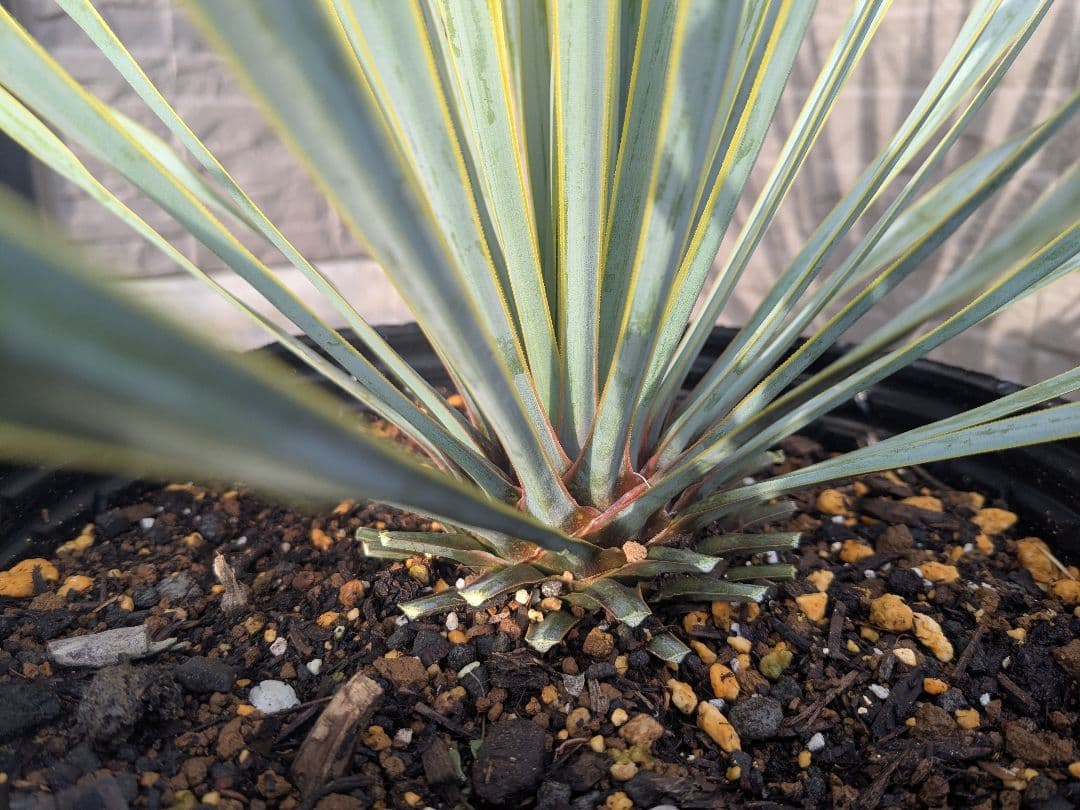 ユッカロストラータ 2023.5播種 国内実生2株セットNo.26