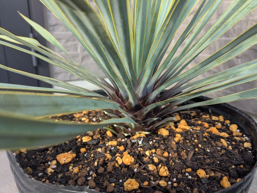 ユッカロストラータ 2023.5播種 国内実生2株セットNo.26