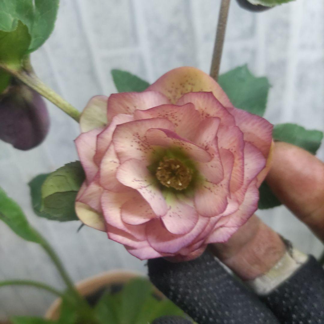 ７日入荷⭐️クリスマスローズダブル咲き⭐️５品種⭐️５鉢セット