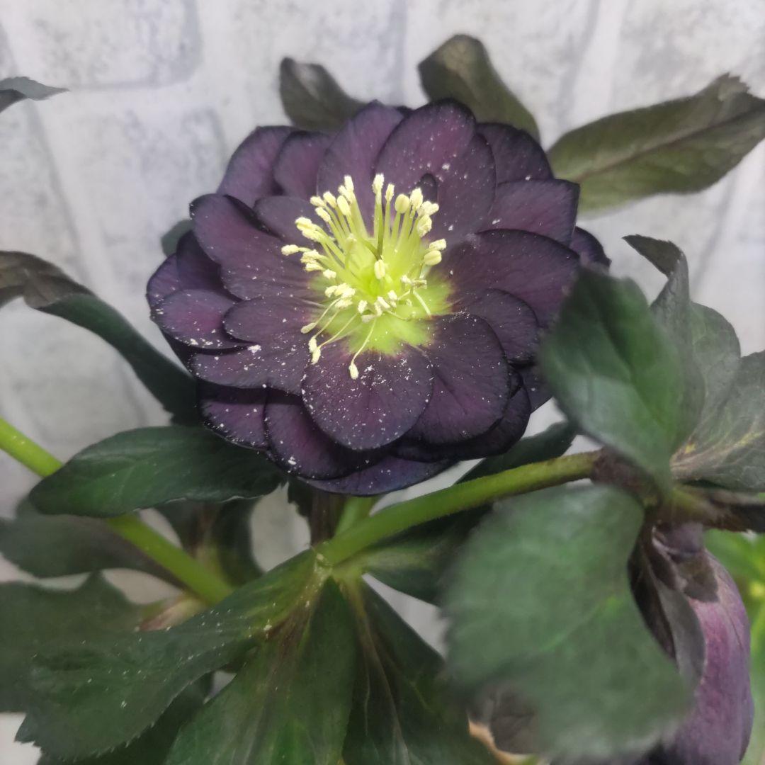 ７日入荷⭐️クリスマスローズダブル咲き⭐️５品種⭐️５鉢セット