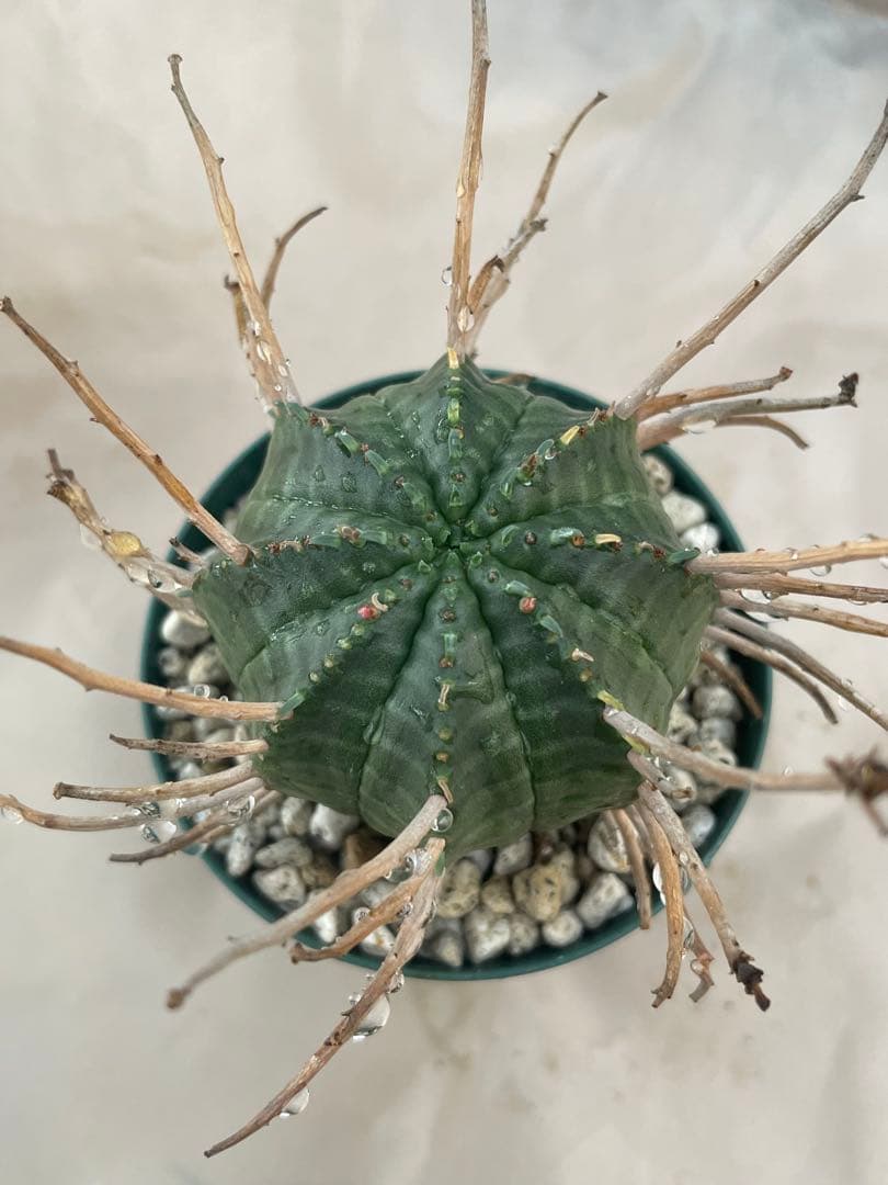 空*メ様 ユーフォルビア6種セット