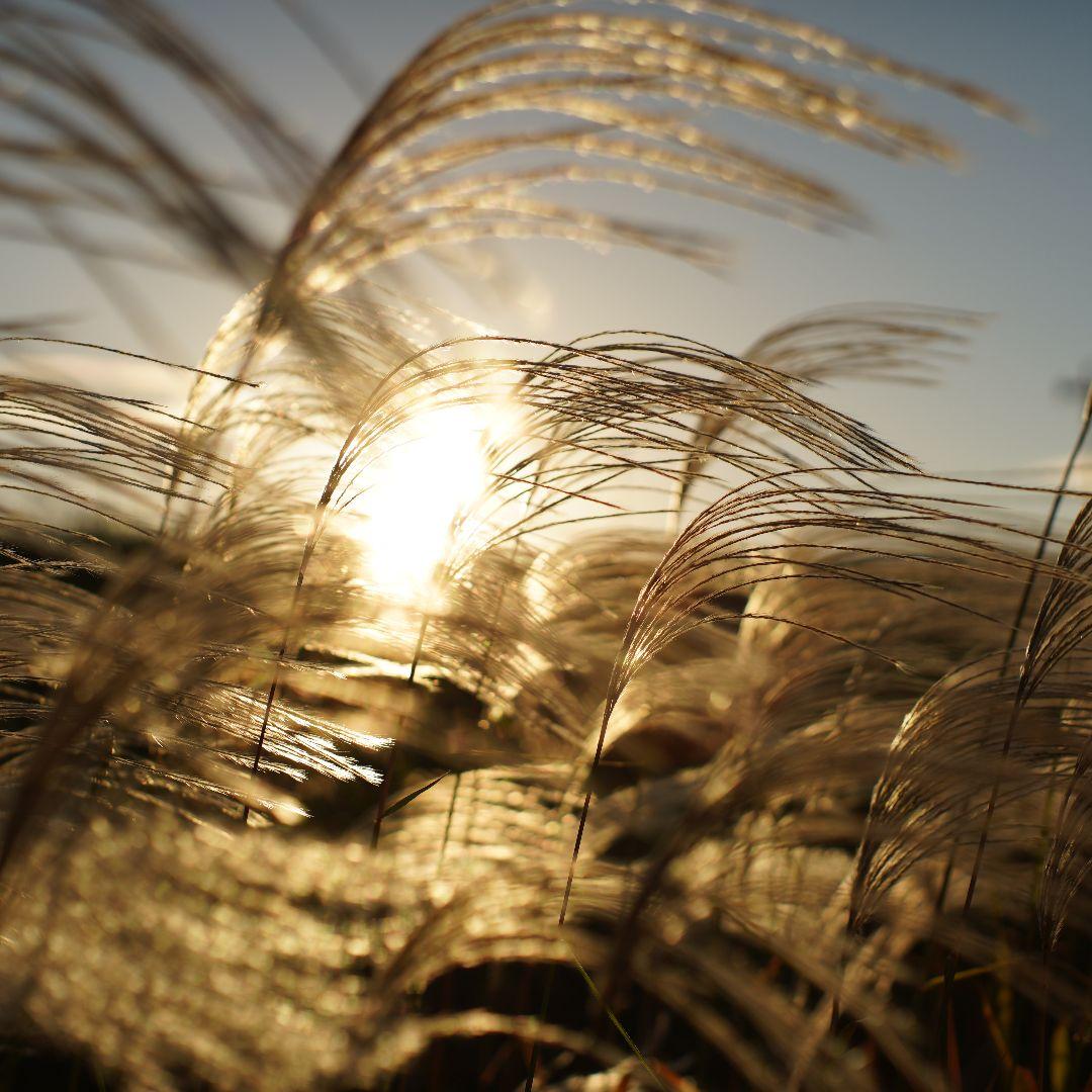 レンズ(単焦点) Super Takumer 50mm f1.4