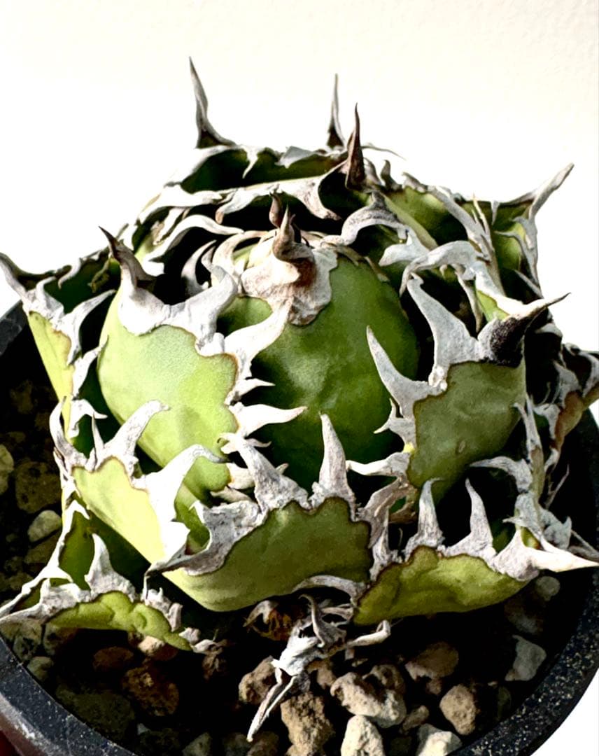 【コレクション、ボール株】アガベ　チタノタ　フィリグリー　コンパクト　No.38