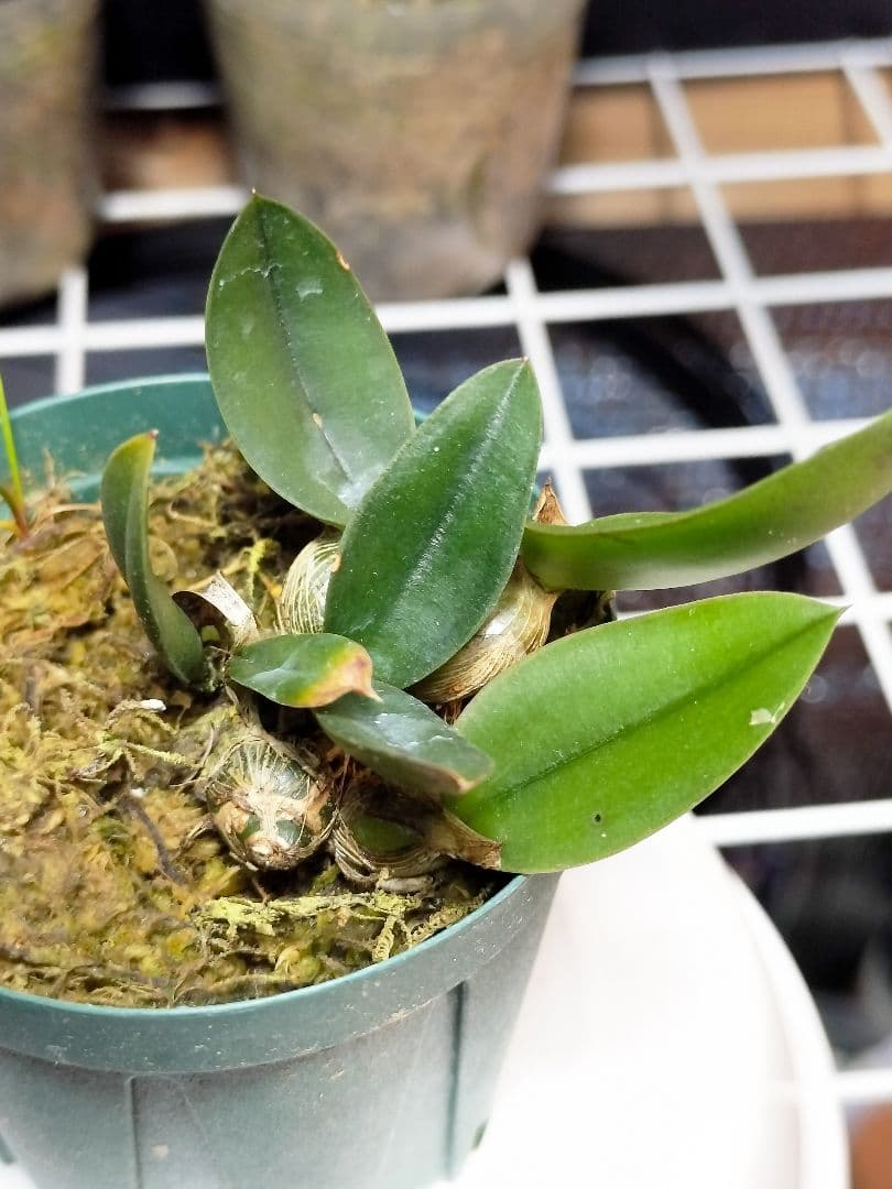 goromiiiさまご検討中旧ソフロニティス3種類3株セット