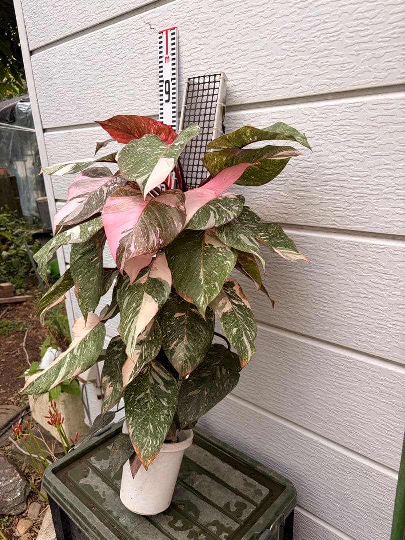 極上樹形 フィロデンドロンピンクプリンセスギャラクシー