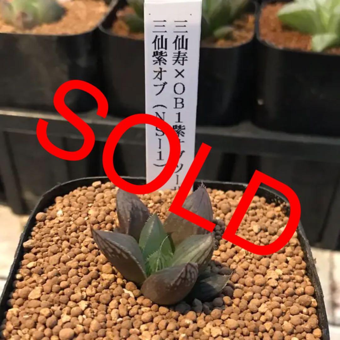 多肉植物 ハオルチア  セール 1株500円 送料200円 組み合わせ自由 4