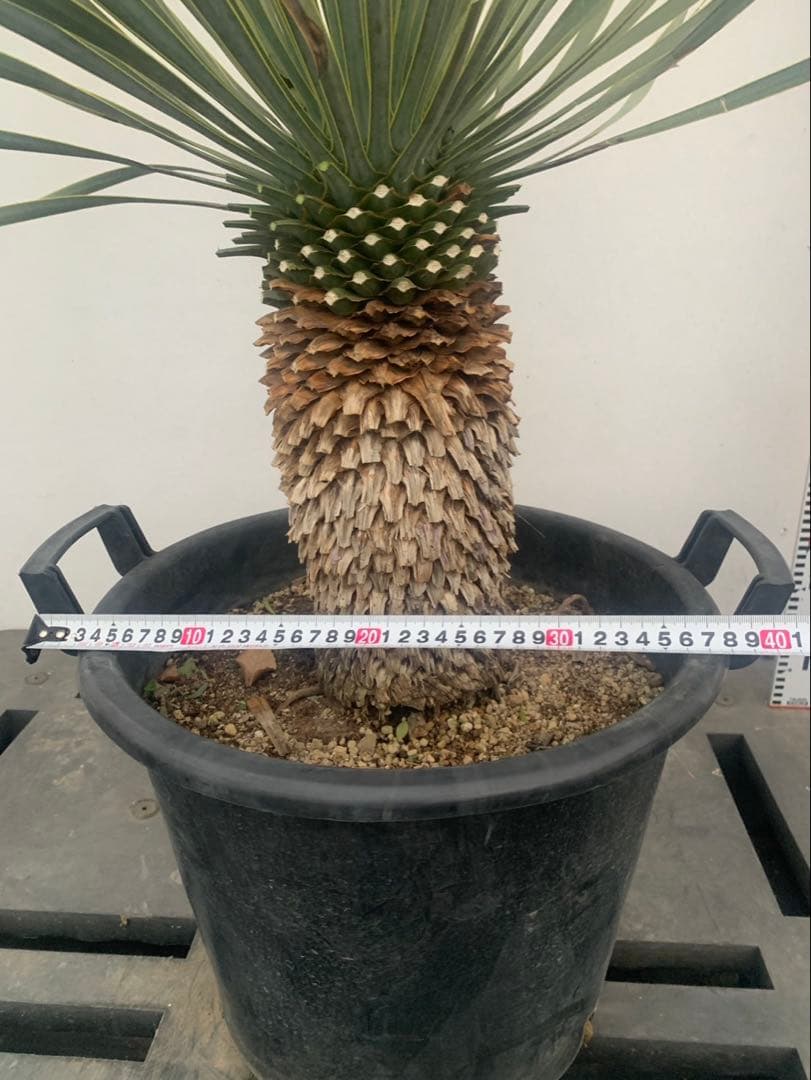 ユッカ　ロストラータ