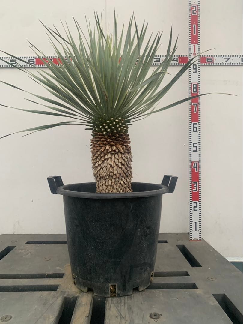 ユッカ　ロストラータ