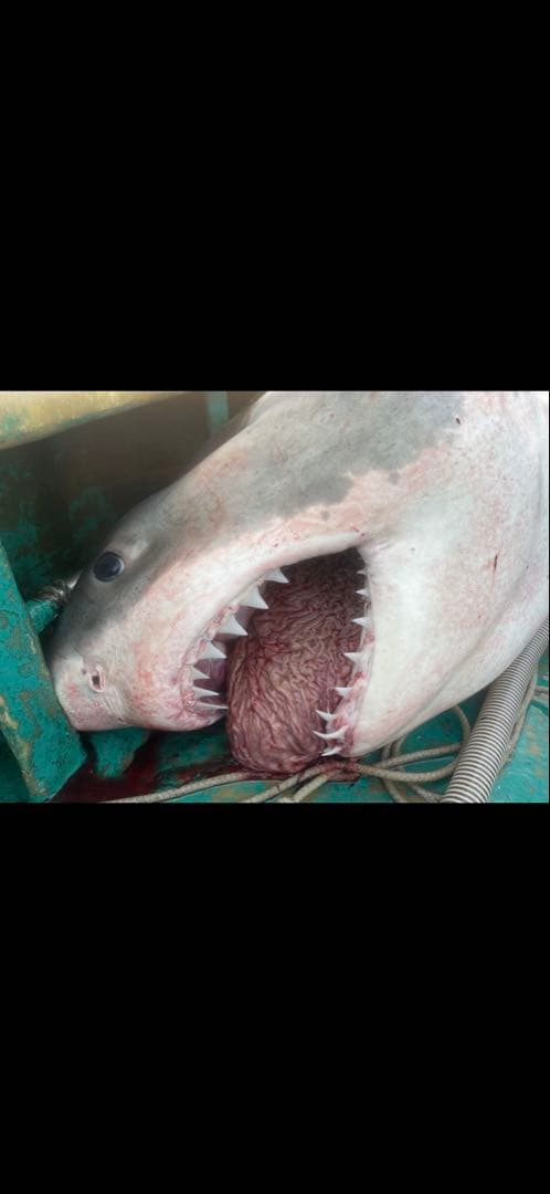 ホホジロザメ歯1