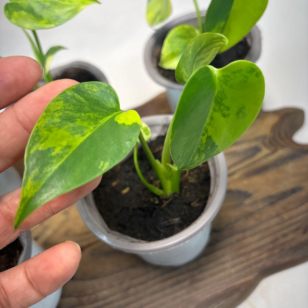 ぴ*く様 5株セットms85【特別選抜】デリシオーサ イエローマリリンモンステラ