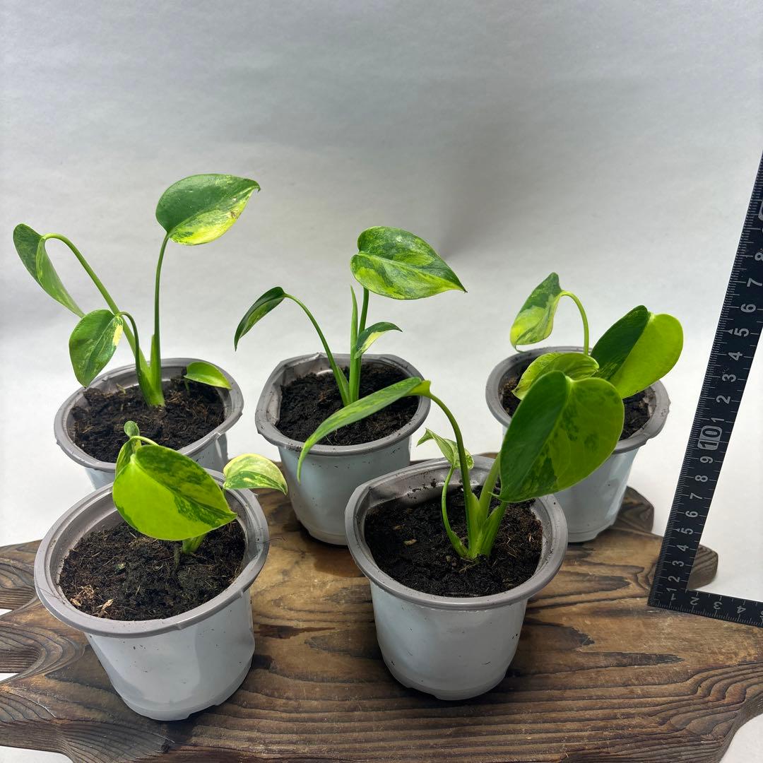 ぴ*く様 5株セットms85【特別選抜】デリシオーサ イエローマリリンモンステラ