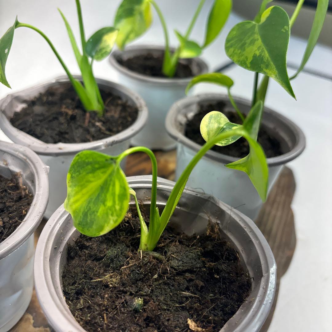 ぴ*く様 5株セットms85【特別選抜】デリシオーサ イエローマリリンモンステラ