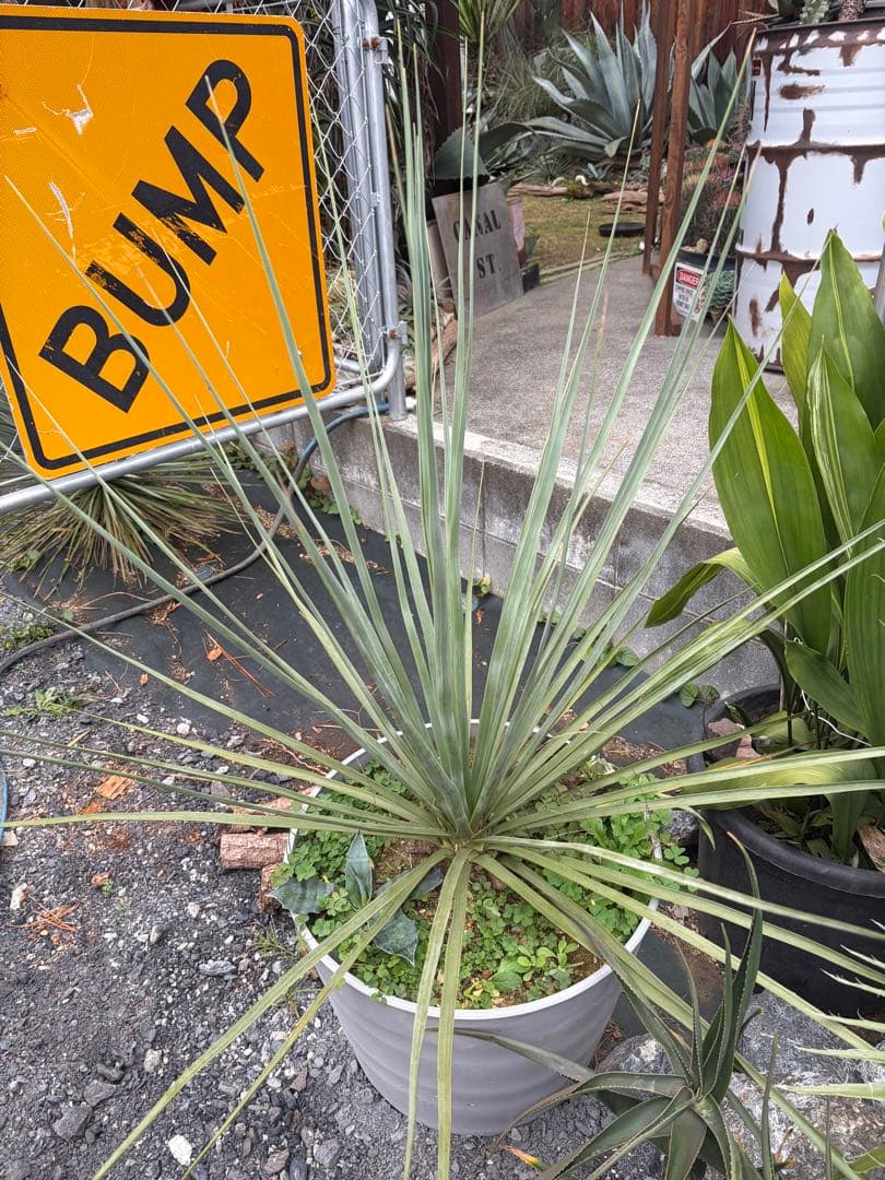 極耐寒性ノリナ　ネルソニー◇ドライガーデン南国リゾート島アガベ ユッカ　ヤシ多肉