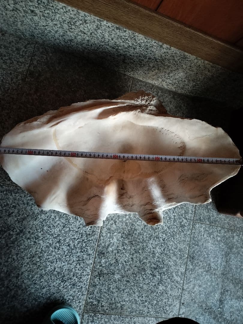 オオシャコガイ 約58cmx約34cm 希少 天然