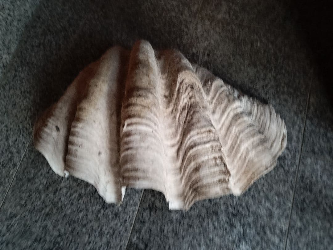 オオシャコガイ 約58cmx約34cm 希少 天然